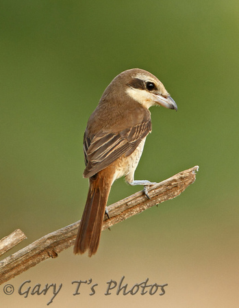 Brown Shrike (1st Winter)