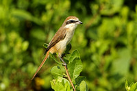 Brown Shrike (1st Summer)