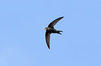 Common Swift (Adult)
