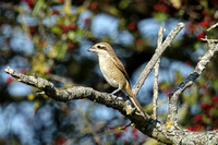 Brown Shrike (1st Winter)