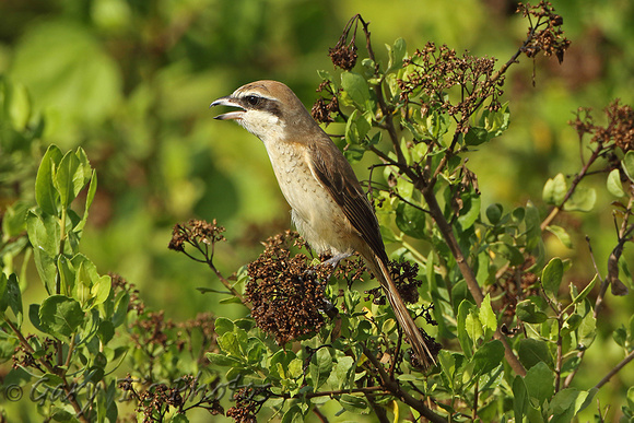 Brown Shrike (1st Summer)