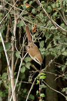 Brown Shrike (1st Winter)