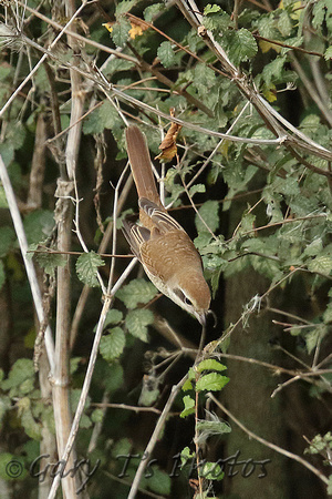 Brown Shrike (1st Winter)