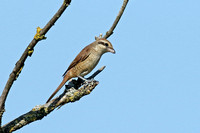 Brown Shrike (1st Winter)