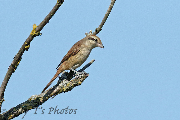 Brown Shrike (1st Winter)