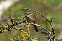 Brown Shrike (1st Winter)