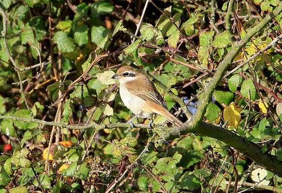 Brown Shrike (1st Winter)