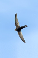 Common Swift (Adult)