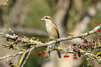 Brown Shrike (1st Winter)