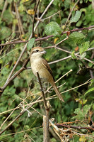 Brown Shrike (1st Winter)