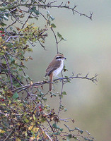 Brown Shrike (1st Winter)