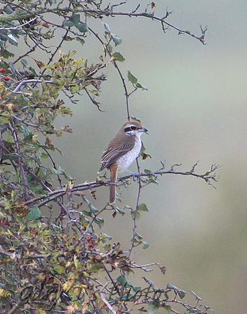 Brown Shrike (1st Winter)