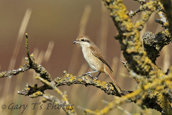 Brown Shrike (1st Winter)