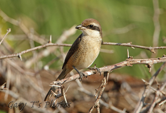 Brown Shrike (1st Winter)