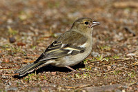 Chaffinch (Female)