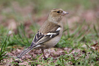 Chaffinch (Female)