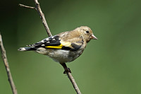 Goldfinch (Juvenile)