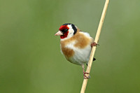 Goldfinch (Adult)