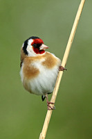 Goldfinch (Adult)