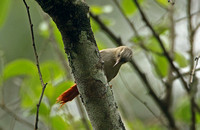 Grey-headed Spinetail