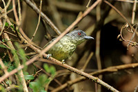 Spot-breasted Antvireo (Male)