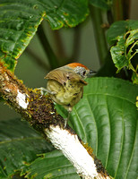 Spot-breasted Antvireo (Female)