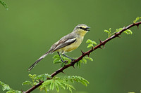 Greater Wagtail-tyrant