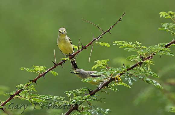 Greater Wagtail-tyrant (Pair)