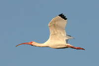 White Ibis (Adult)