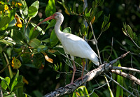 White Ibis (Adult)