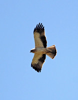 Booted Eagle (Adult-Pale)
