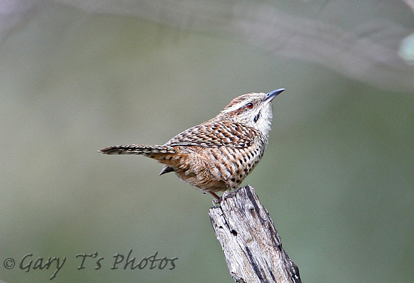 Spotted Wren