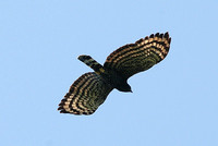 Black Hawk-eagle