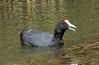 Red-knobbed Coot (Adult)