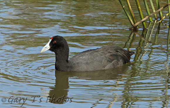 Red-knobbed Coot (Adult)