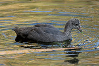 Red-knobbed Coot (Juvenile)