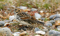 Lapland Bunting (Male Winter)