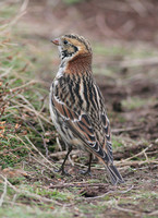 Lapland Bunting (Male Winter)