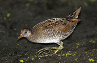 Spotted Crake (Adult)
