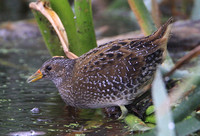 Spotted Crake (Adult)