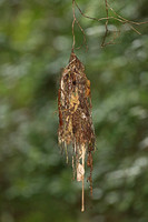 Olivaceous Flatbill (Nest)