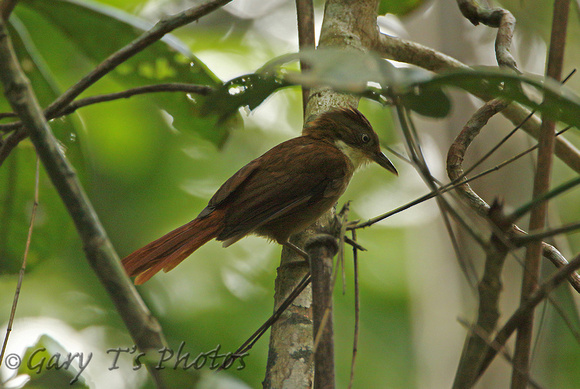 White-eyed Foliage-gleaner