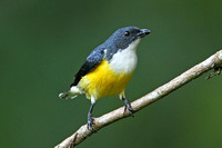 Legges Flowerpecker (Male)