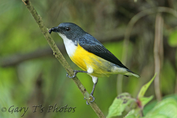 Legges Flowerpecker (Male)