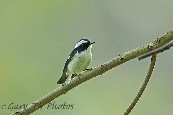 Little Pied Flycatcher (Male)