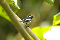 Little Pied Flycatcher (Male)