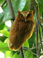 Serendib Scops Owl