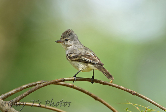 Southern Beardless Tyrannulet