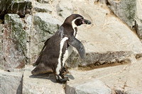 Humboldt Penguin (Adult)