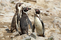 Humboldt Penguin (Adults)